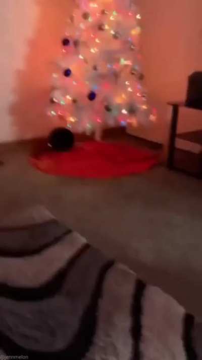 Sus?