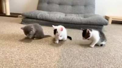 Kittens after eating... I think they belong in this sub