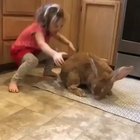 Big big bunny