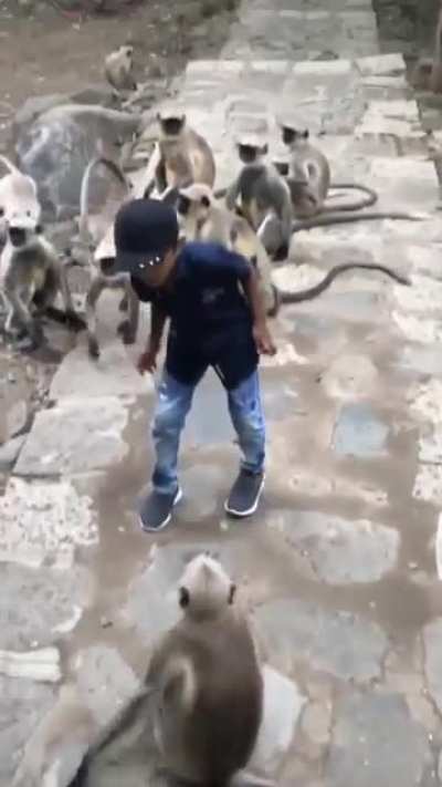 The child and the Monkeys!!