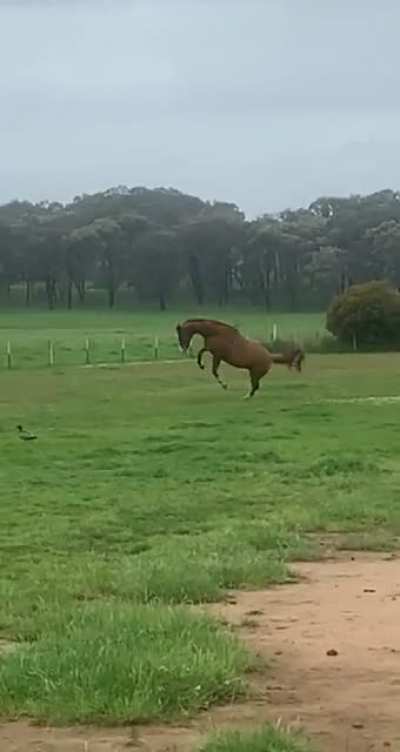 My horse is majestic!