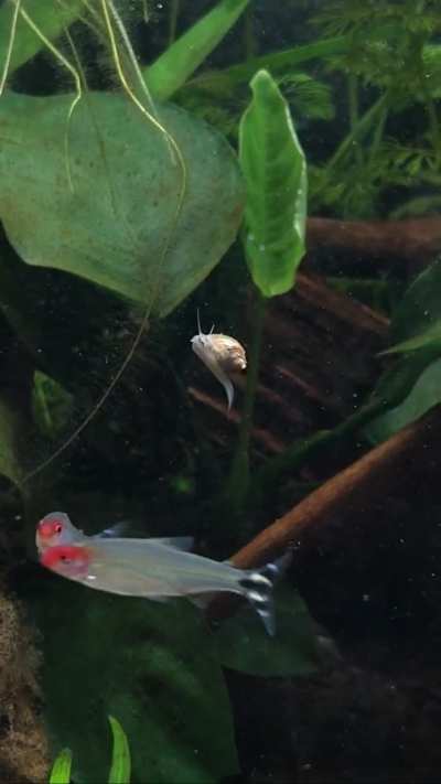 Snailscension