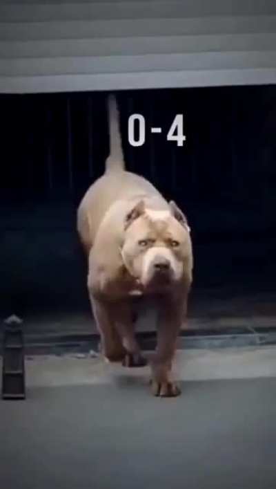 pitbull > child