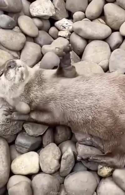 🔥 An Otter Juggling Stone 🔥