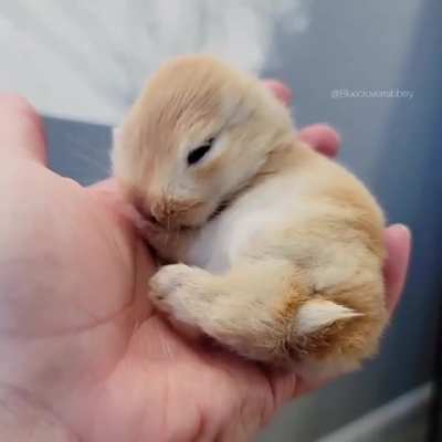 Oh my goodness such a precious wittle baby bunbun 🥺😍❤️