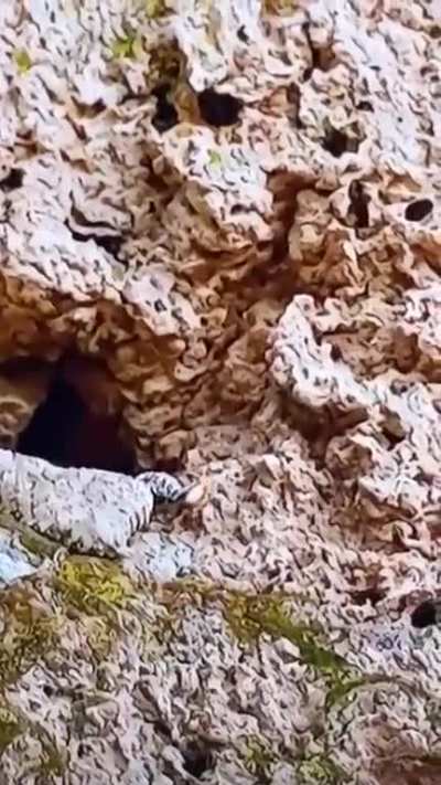 A horned viper in stealth mode using it's tail to catch a bird