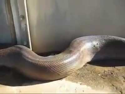 That's one long snake