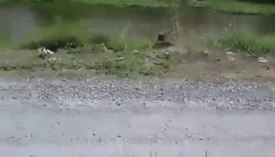 Idiot vs. Monkey - GRUDGE MATCH!