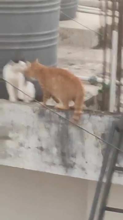 Cat Fight