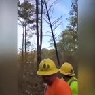 Flying Tree