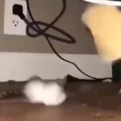 Wtf