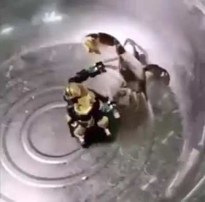 CRAB FIGHT