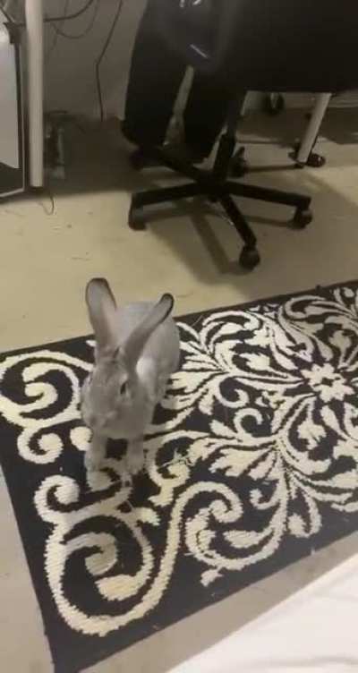one happy bunny :)