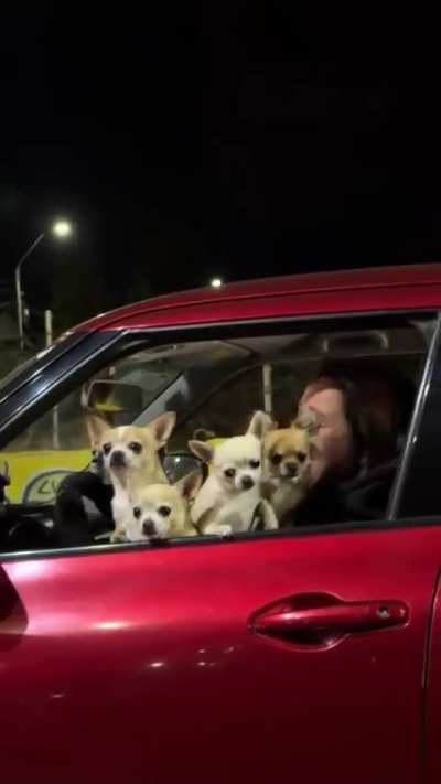 One chihuahua, two chihuahuas, three chihuahuas, MORE 🐶