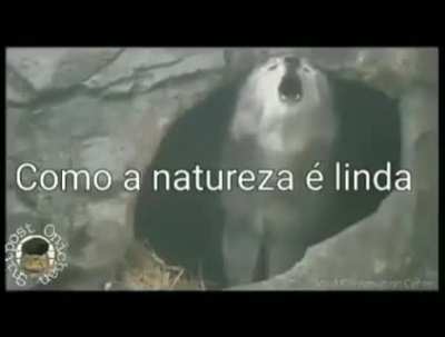 Lindo