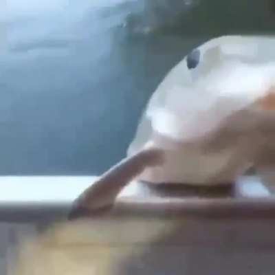thirsty fish