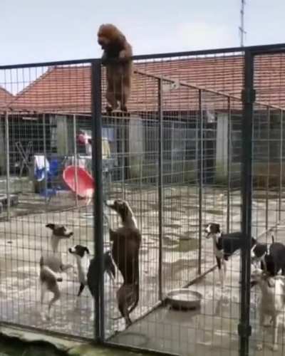Самый борзый