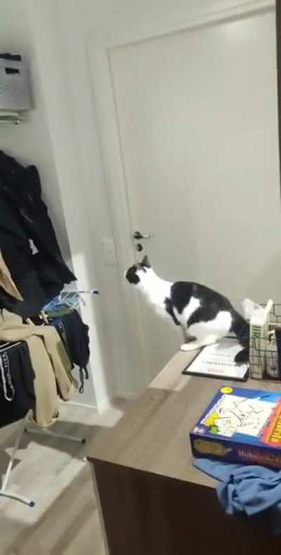 My cat almost did it