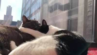 Cuddle Grabs