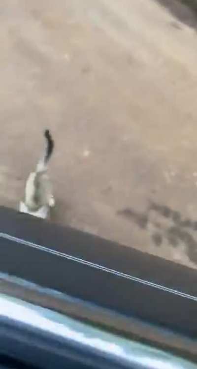 Stray Kitten Adopts Human