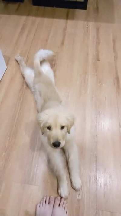 My pup's wakeup routine - stretch, yawn and sploot