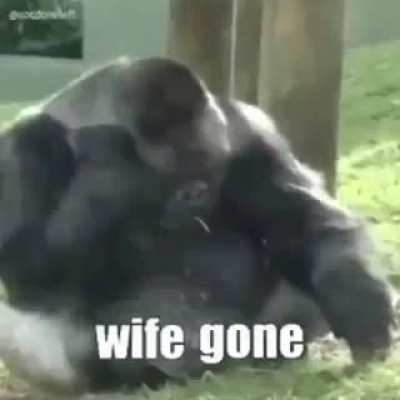 Blursed life of MONKE