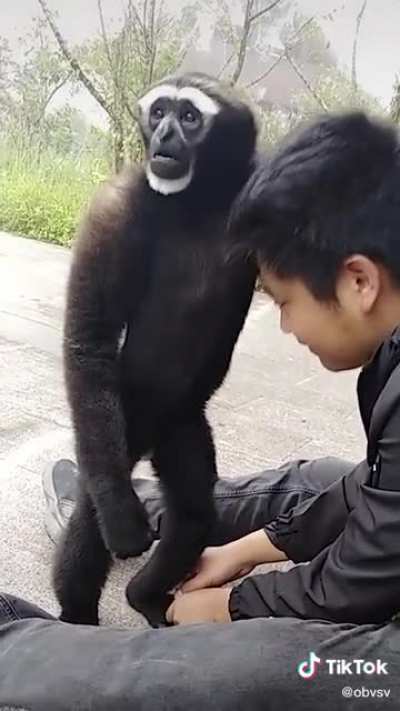 Gibbon checking human for lice.