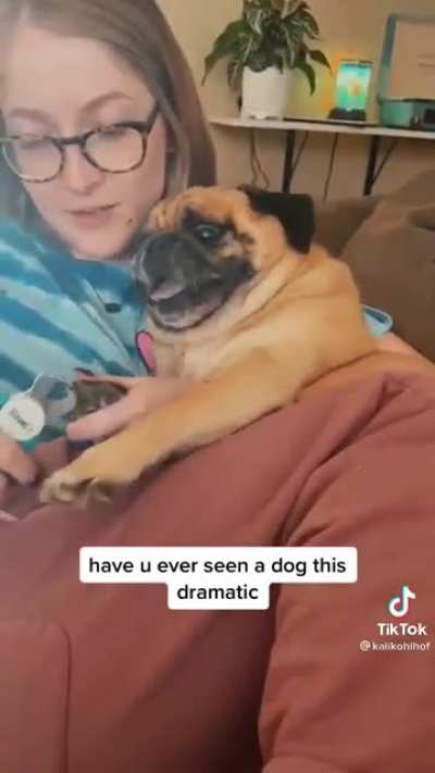 World’s most dramatic pug
