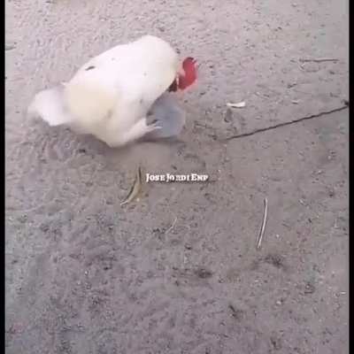 Pollo follador😎🤙🏼