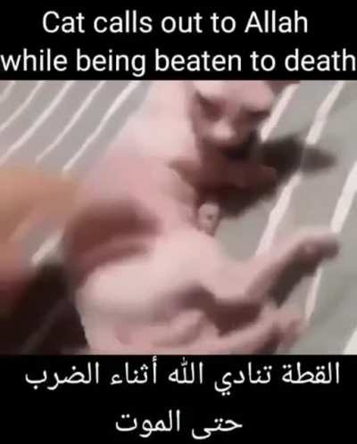 YO