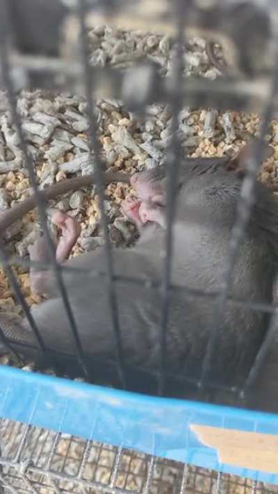 Dreaming Grabbies