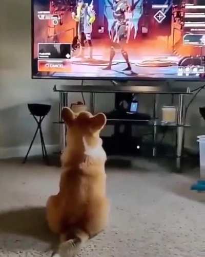 Corgis are such derps, they get me every time.