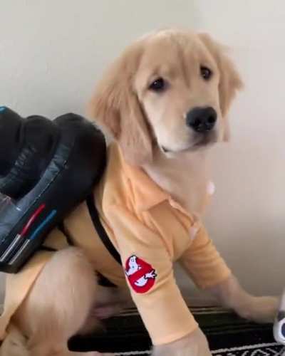 Who you gonna call?