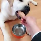 Doggos gotta stick together