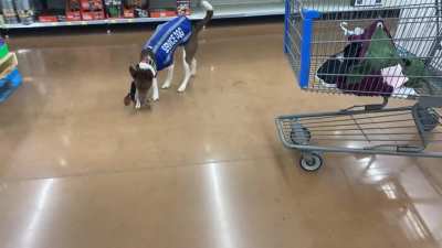 Gemini has a little too much fun with retrievals. He’s still a good boy!