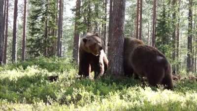 Two giant 8ft tall brown bears try to rip each other apart right in front of a camera crew in Finland.