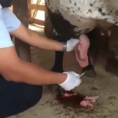 Waterfall out of a cow's abscess. The relief had to be humongous!