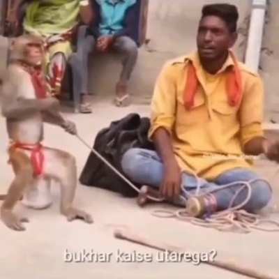 CHAD MONKEY 🐵