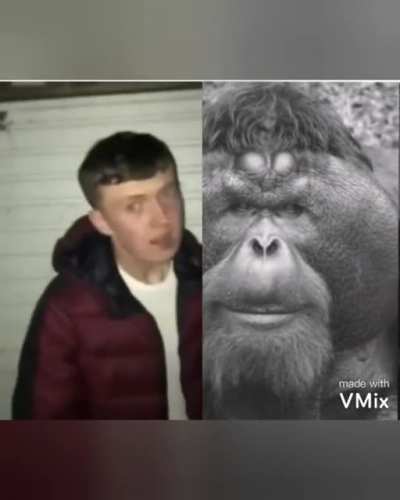 Monke temp'i