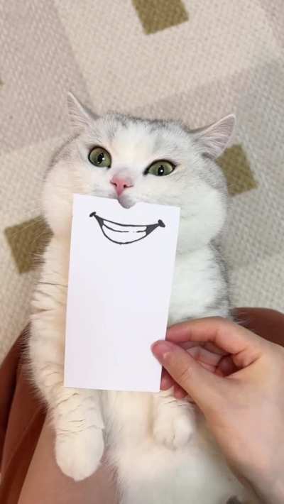 Giving a cat facial expressions