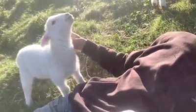 Human must pet sheep
