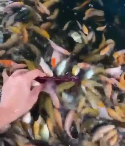 SiCk FuCk PuTs HaNd In PiRaNhA iNfEsTeD wAtErS