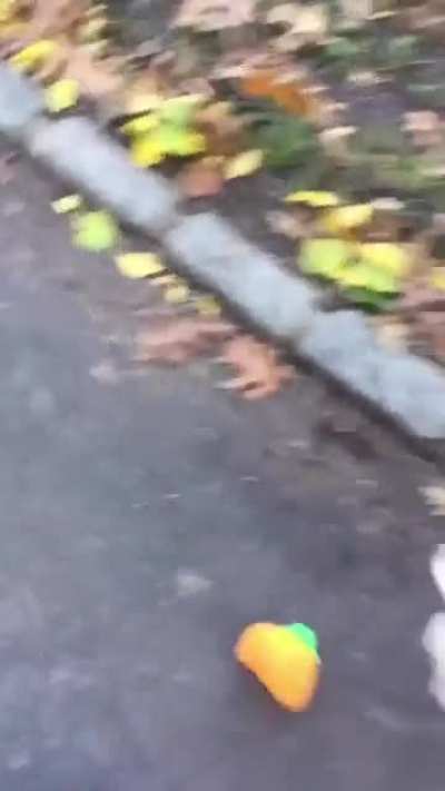 Angel is a French Bulldog