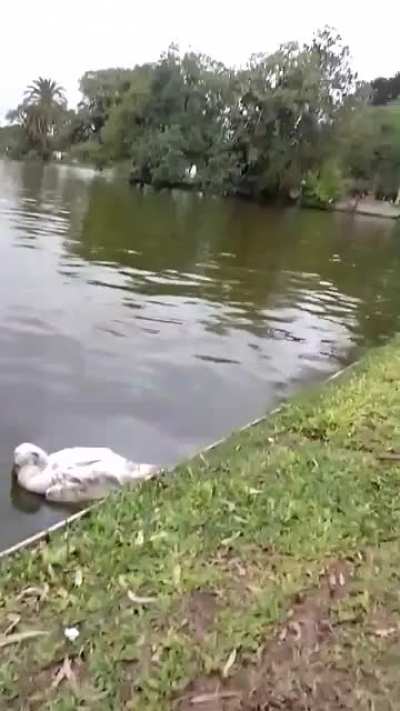 Un patito en Bosques de Palermo necesita un veterinario, pero no sé cómo sacarlo. Hace 3 días que lo veo mal.