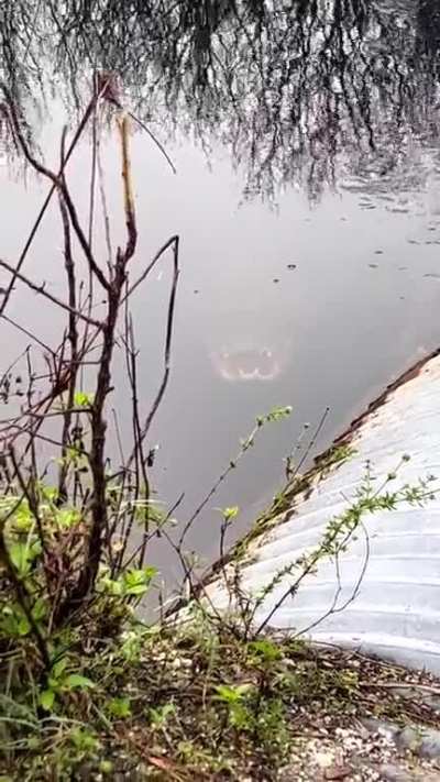 🔥 Bro, just run away now! Gators can GALLOP!