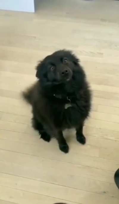 Maybe the dog is 