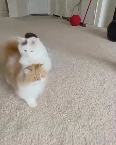 Theory of jumping cats.