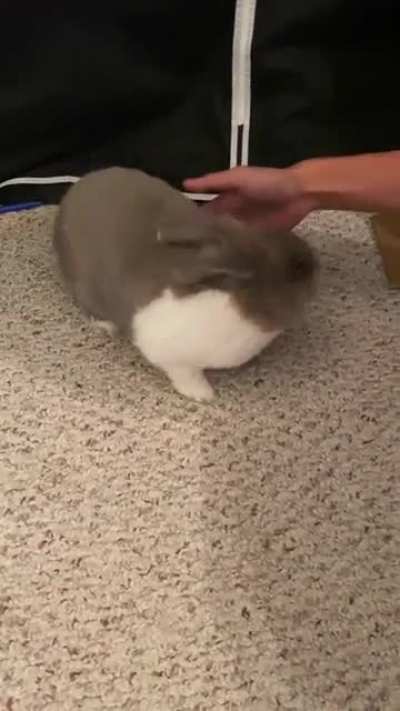 My rabbit growls