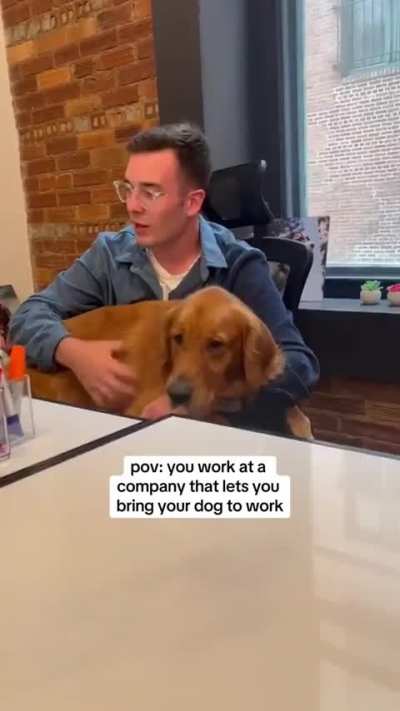 Embracing the Pawsitivity: Dog-Friendly Offices
