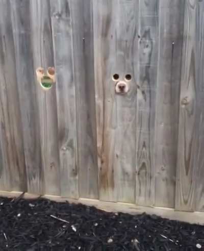 woof_irl